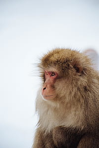 selective focus photograph of monkey thumbnail