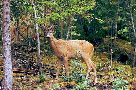 brown moose surrounded by green trees at daytime thumbnail