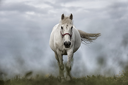 white horse on grass field in tilt shift photography thumbnail