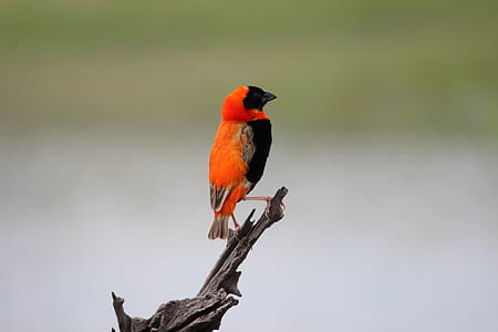 orange and black bird on branch thumbnail