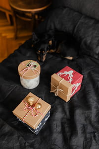 Christmas gifts for a cute little dog thumbnail
