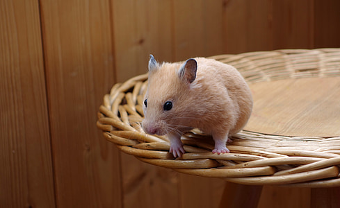 brown mice on table thumbnail