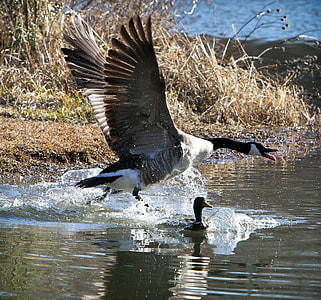 white and black goose spreading wings near water thumbnail