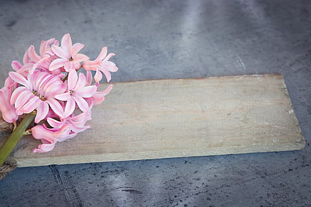pink petaled flowers and brown wooden board thumbnail