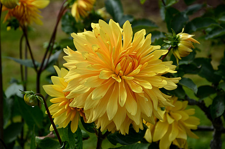 yellow flowers thumbnail