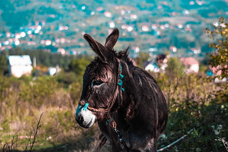 black and brown donkey standing near bushes thumbnail