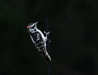 white and black bird photography thumbnail