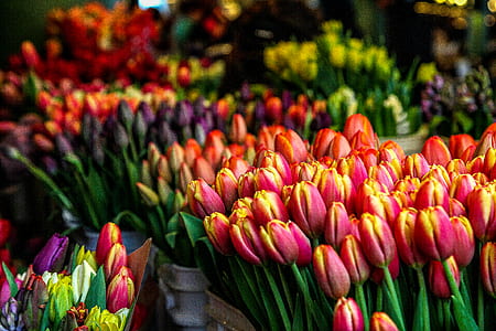 assorted-color tulip flowers lot thumbnail