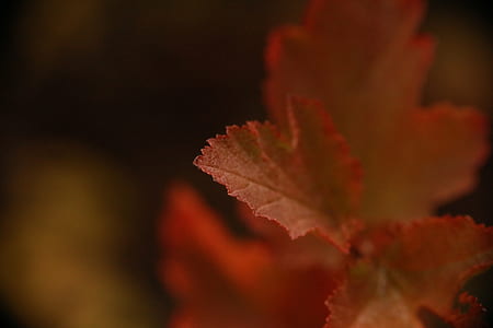 shallow depth of fields photography of red leaf thumbnail