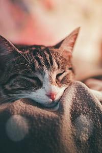 closeup photo brown tabby cat thumbnail