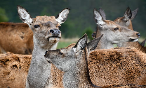 herd of brown deer thumbnail