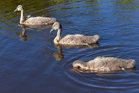 three brown ducks thumbnail
