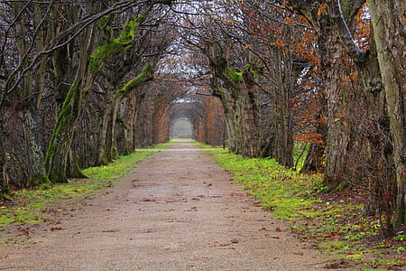 pathway surrounded by trees at daytime thumbnail