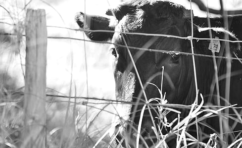 grayscale photography of bull thumbnail