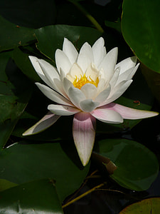 closed-up photo of bloomed lotus flower during daytime thumbnail