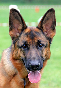 closed up photo of German Shepherd thumbnail