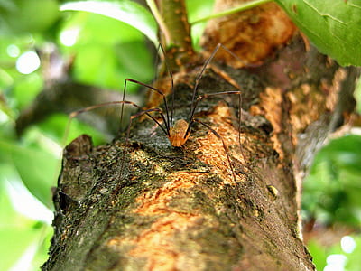 red and brown harvestman spider on branch close-up photo thumbnail