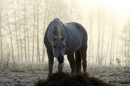 white horse in the woods thumbnail