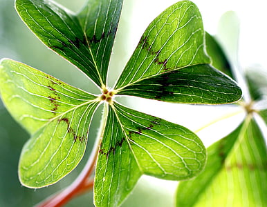 focused photography of green leaf plant thumbnail