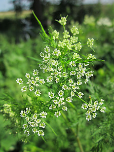 Chaerophyllum Bulbosum thumbnail