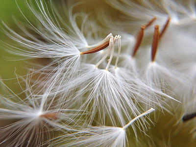 closeup view of dandelion thumbnail