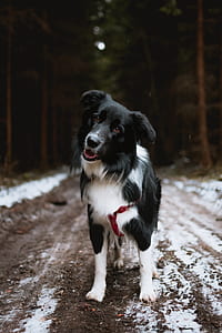 adult black and white border collie between trees during daytime thumbnail