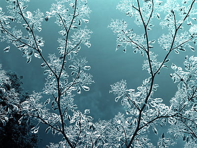 landscape, nature, clouds, trees thumbnail