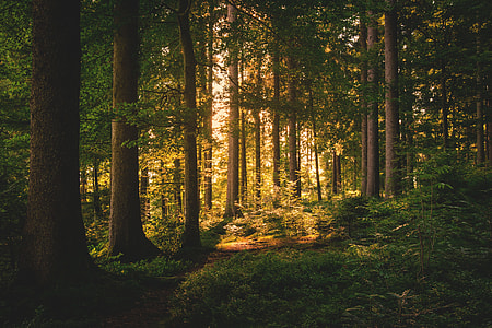 sunlight through forest trees thumbnail
