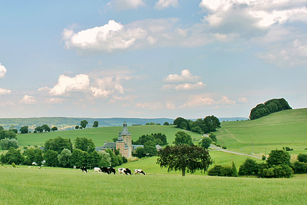 herd of cows on grassland thumbnail