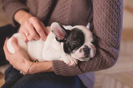 person holding white and black French bulldog puppy thumbnail