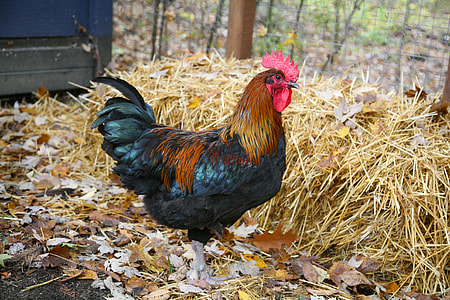 photo of black and brown rooster standing on dried leaves thumbnail