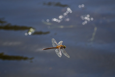 brown dragonfly flying during daytime thumbnail