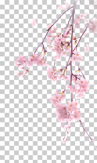 Cherry blossom Illustration, A cherry blossom, cherry blossom flowers PNG clipart