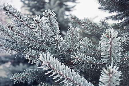 green tree thumbnail