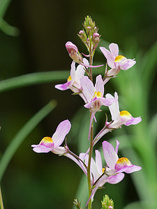 Roadside Toadflax, Summer Toadflax thumbnail