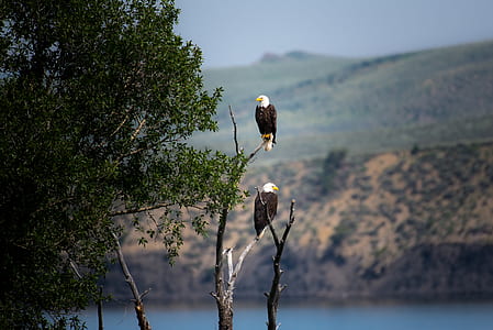 two eagles standing on tree branch thumbnail