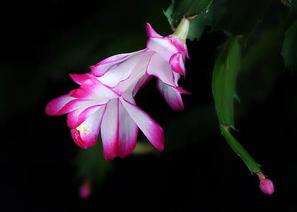 white and pink flower thumbnail
