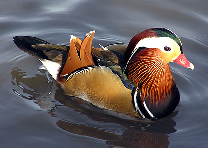 brown and white mallard duck on body of water thumbnail
