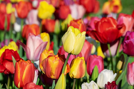 pink, red, and yellow tulip flowers in bloom at daytime thumbnail