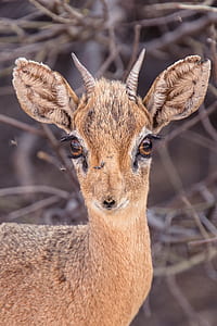 closeup photography of brown deer thumbnail