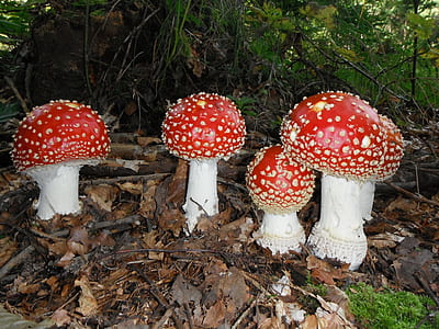 four red cap mushrooms thumbnail