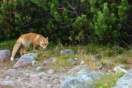 brown fox thumbnail