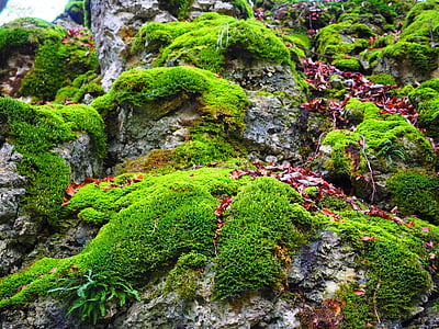 green mosses on rock formation at daytime thumbnail