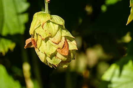green fruit closeup photography thumbnail