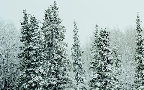 snow covered pine tree lot thumbnail