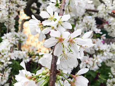 white petaled flowers during daytime thumbnail