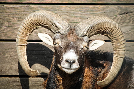 black and brown ram thumbnail