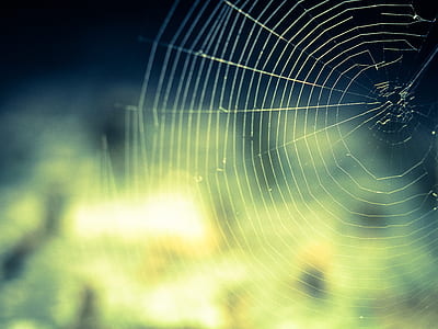 spider web shallow photography thumbnail