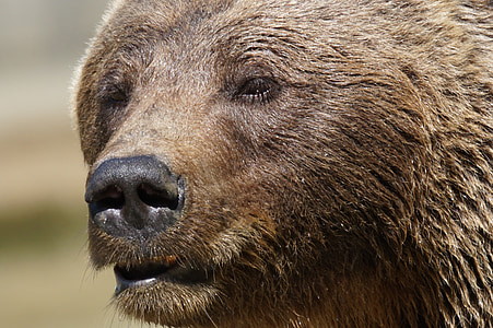 selective focus photography of brown bear thumbnail