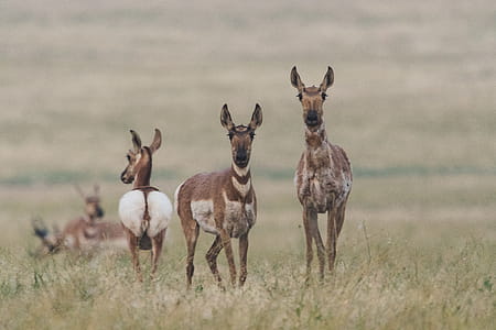 Shallow Focus Photography of Deer on Grass thumbnail